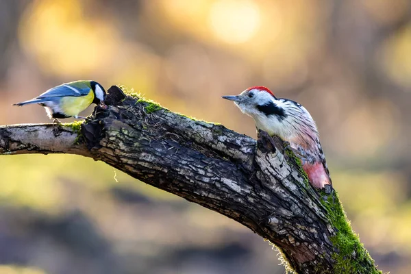 Middle Spotted Woodpecker Little Forest Mnchbruch Pond Looking Food Branch — ストック写真