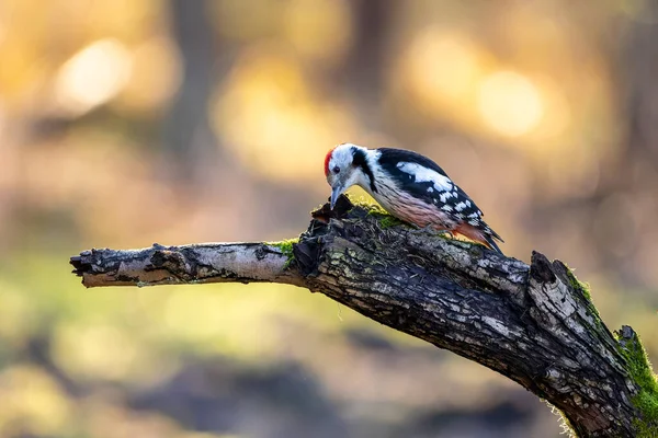 Middle Spotted Woodpecker Little Forest Mnchbruch Pond Looking Food Branch — Foto Stock