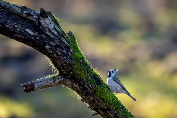 Crested Tit Song Bird Little Forest Next Mnchbruch Pond Looking — Foto de Stock