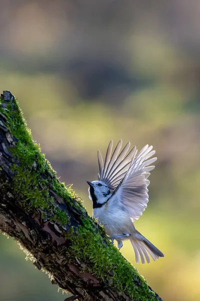 Crested Tit Song Bird Little Forest Next Mnchbruch Pond Looking — Stok Foto