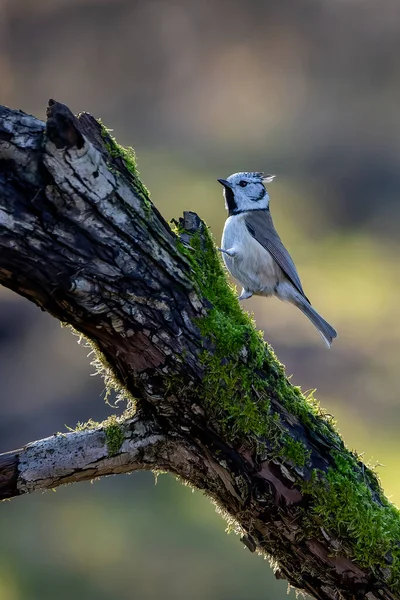 Crested Tit Song Bird Little Forest Next Mnchbruch Pond Looking — Stockfoto