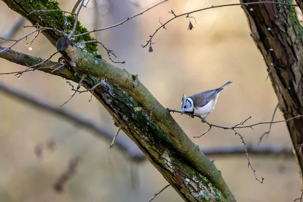 Crested Tit Song Bird Little Forest Next Mnchbruch Pond Looking — стокове фото