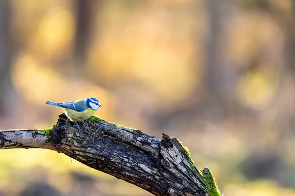 Blue Tit Feeding Place Mnchbruch Pond Natural Reserve Hesse Germany — Stockfoto