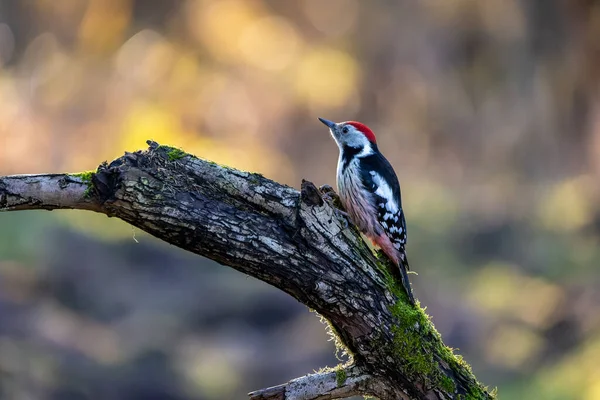 Middle Spotted Woodpecker Little Forest Mnchbruch Pond Looking Food Branch — 图库照片