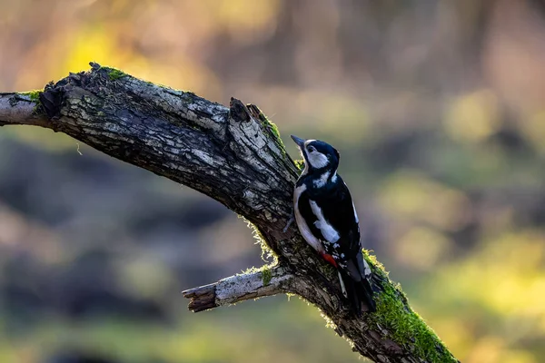 Gran Pájaro Carpintero Pequeño Bosque Estanque Mnchbruch Buscando Comida Una —  Fotos de Stock