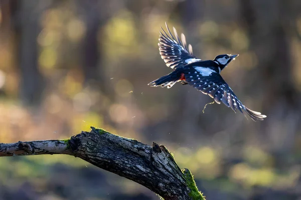 Great Spotted Woodpecker Little Forest Mnchbruch Pond Looking Food Branch — Stockfoto