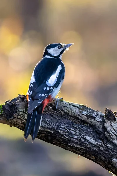 Great Spotted Woodpecker Little Forest Mnchbruch Pond Looking Food Branch — Fotografia de Stock