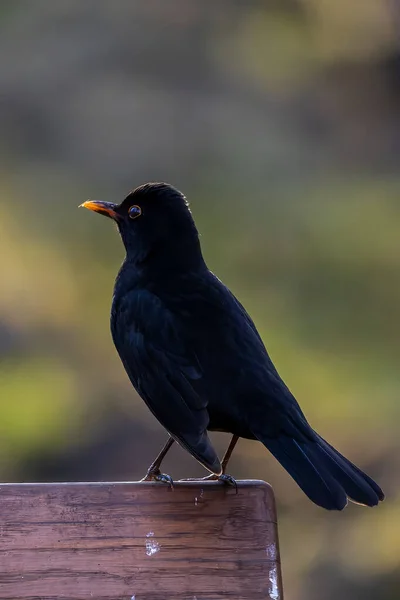Černý Pták Malém Lese Rybníčku Mnchbruch Přírodní Rezervace Hesensku Hledáte — Stock fotografie