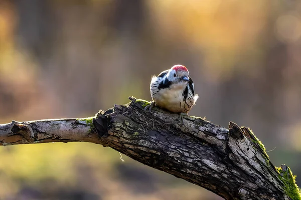 Middle Spotted Woodpecker Little Forest Mnchbruch Pond Looking Food Branch — ストック写真