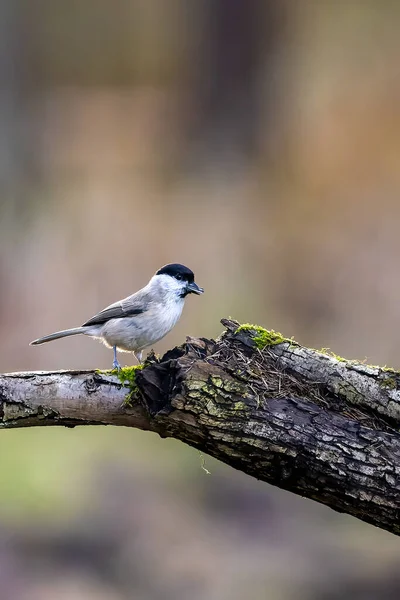 Marsh Tit Song Bird Little Forest Next Mnchbruch Pond Looking — стокове фото