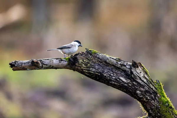 Marsh Tit Song Bird Little Forest Next Mnchbruch Pond Looking — стоковое фото