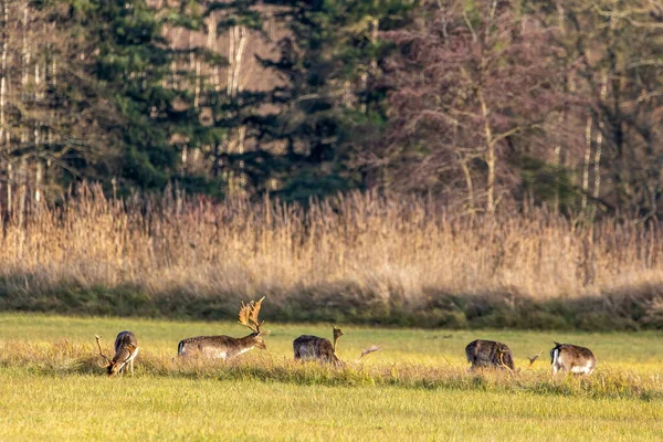 Groupe Cerfs Jachère Marchant Sur Une Prairie Côté Une Forêt — Photo