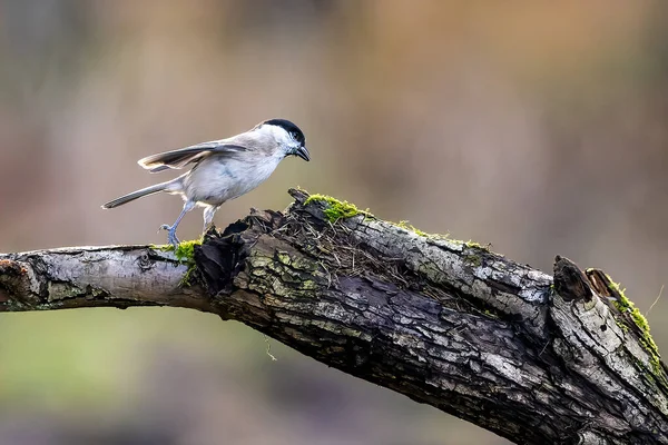 A marsh tit song bird in a little forest next to the Mnchbruch pond looking for food.