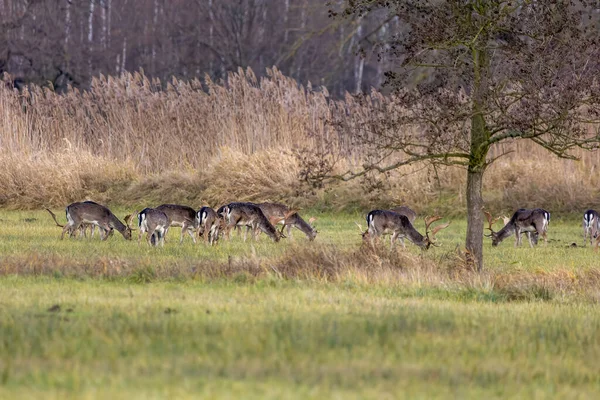 Grupo Ciervos Barbecho Caminando Prado Junto Bosque Llamada Reserva Natural —  Fotos de Stock