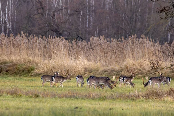 Grupo Ciervos Barbecho Caminando Prado Junto Bosque Llamada Reserva Natural —  Fotos de Stock