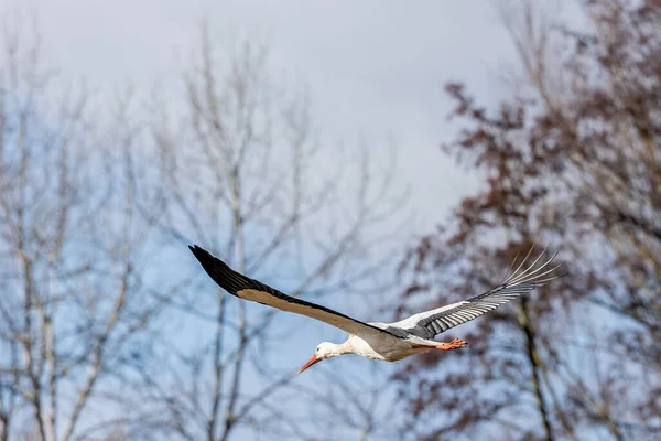 Stork Flyger Över Äng Buettelborn Hessen Tyskland Kall Dag Vintern — Stockfoto