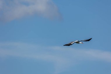Leylek, Hesse, Almanya 'da Buettelborn' da bir çayırda kışın soğuk bir günde uçuyor..