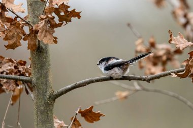 A long-tailed tit looking for food at the Mnchbruch pond in a natural reserve in Hesse Germany.