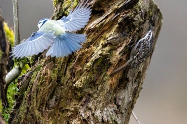 Blue tit at a feeding place at the Mnchbruch pond in a natural reserve in Hesse Germany. Looking for food in winter time.