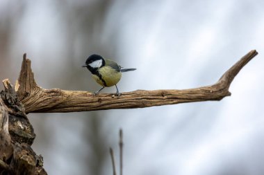 A black tit or also called coal tit at a feeding place at the Mnchbruch pond in a natural reserve in Hesse Germany. Looking for food in winter time.