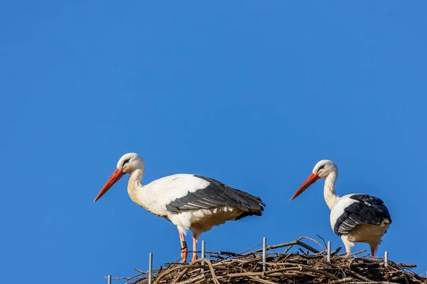 Cigogne Dans Nid Lors Une Journée Froide Hiver Côté Bttelborn — Photo