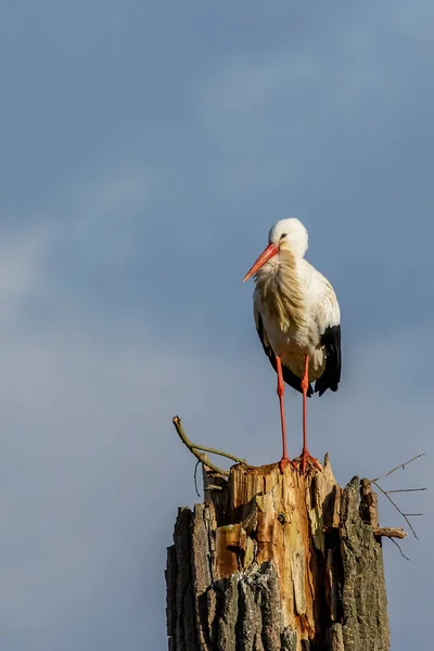 Čáp Stojící Stromě Chladném Zimním Dni Vedle Bttelborna Hesensku Německo — Stock fotografie