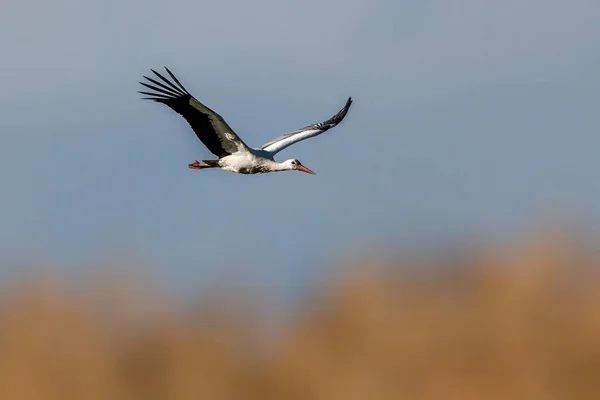 Storch Fliegt Einem Kalten Wintertag Über Eine Wiese Hessischen Büttelborn — Stockfoto