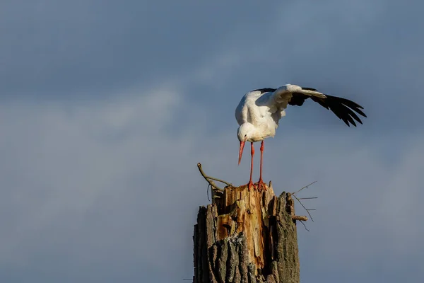 Čáp Stojící Stromě Chladném Zimním Dni Vedle Bttelborna Hesensku Německo — Stock fotografie