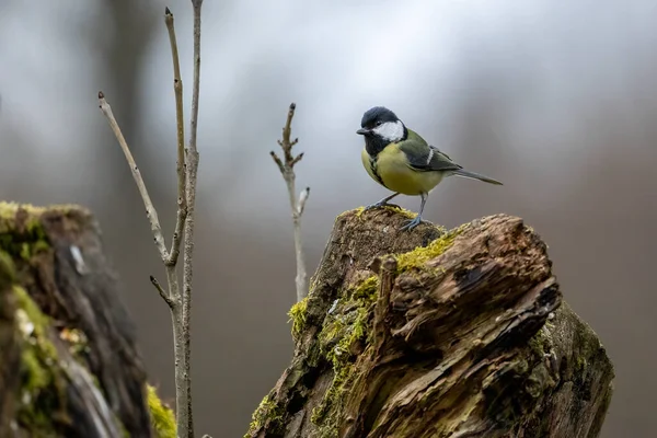 Black Tit Also Called Coal Tit Feeding Place Mnchbruch Pond — ストック写真