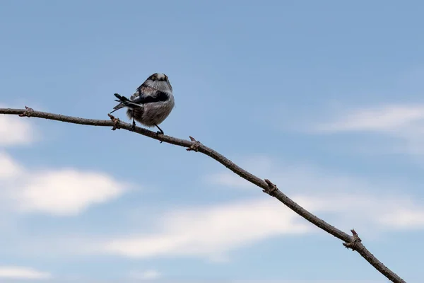 Long Tailed Tit Looking Food Mnchbruch Pond Natural Reserve Hesse —  Fotos de Stock