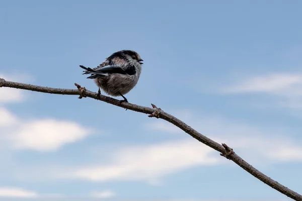 Long Tailed Tit Looking Food Mnchbruch Pond Natural Reserve Hesse — 图库照片