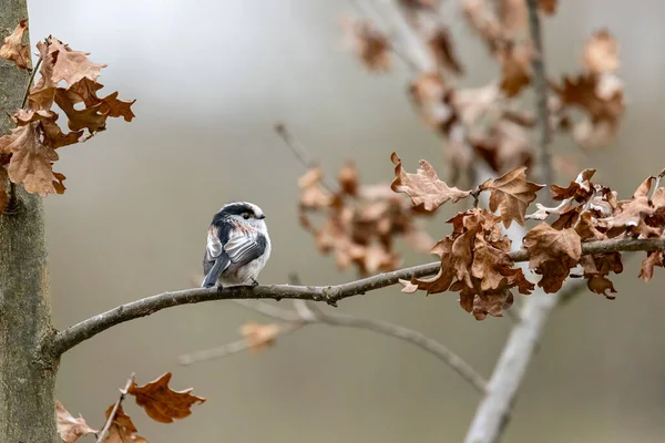 Long Tailed Tit Looking Food Mnchbruch Pond Natural Reserve Hesse — ストック写真