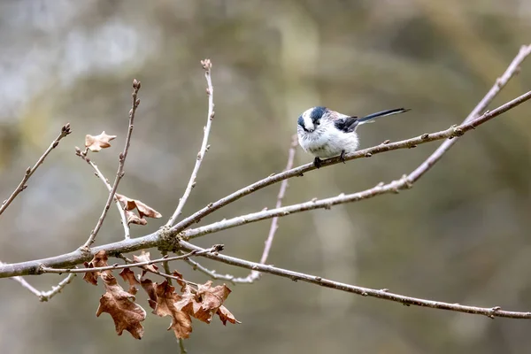 Long Tailed Tit Looking Food Mnchbruch Pond Natural Reserve Hesse — Fotografia de Stock