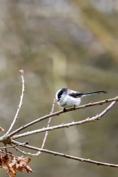 Long Tailed Tit Looking Food Mnchbruch Pond Natural Reserve Hesse — Stockfoto