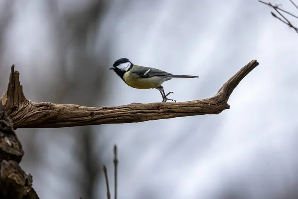 Black Tit Also Called Coal Tit Feeding Place Mnchbruch Pond — ストック写真