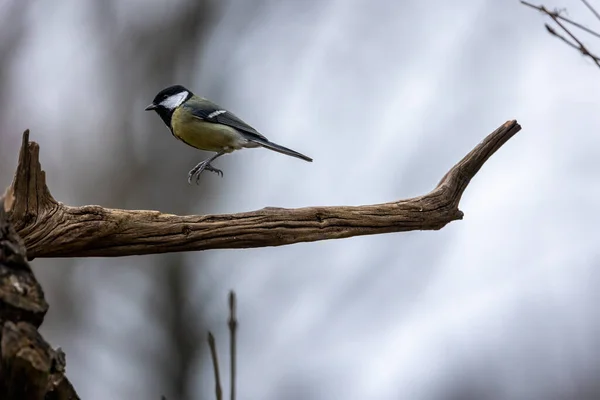 Black Tit Also Called Coal Tit Feeding Place Mnchbruch Pond — Zdjęcie stockowe