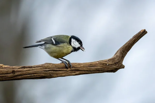 Black Tit Also Called Coal Tit Feeding Place Mnchbruch Pond — 图库照片