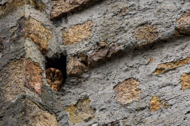 Ormandaki eski bir kulede oturan kahverengi bir baykuş..