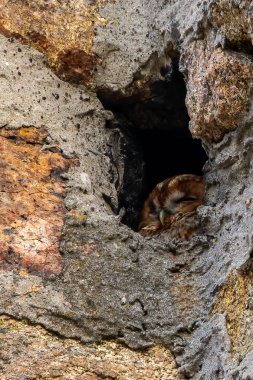 Ormandaki eski bir kulede oturan kahverengi bir baykuş..