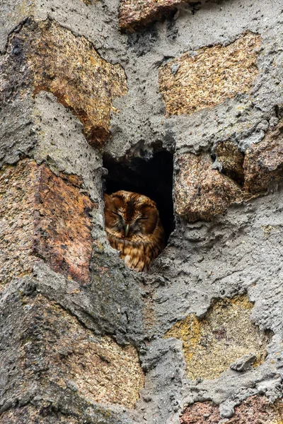 森の中の古い塔に座っている茶色のフクロウ — ストック写真