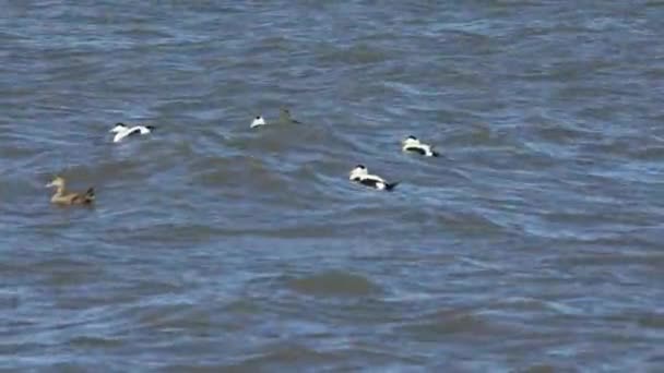 春の風の強い日にデンマーク北部の海で泳ぐカモの4K映像 — ストック動画
