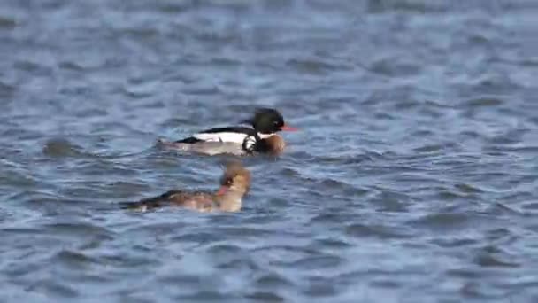 Rekaman Merah Breasted Merganser Berenang Laut Utara Denmark Pada Hari — Stok Video