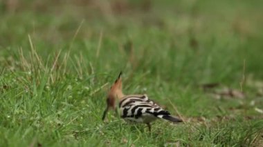 Baharın güneşli bir gününde, kumlu bir ormanda yiyecek arayan Avrupalı bir holiganın 4K görüntüsü..