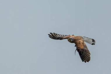 Bir kertenkele, baharın güneşli bir gününde bir ağaçta onu yemeye çalışan bir kertenkele yakaladı..