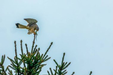 Bir kertenkele, baharın güneşli bir gününde bir ağaçta onu yemeye çalışan bir kertenkele yakaladı..