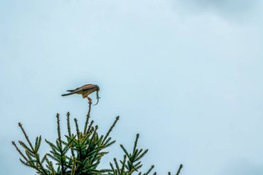 Bir kertenkele, baharın güneşli bir gününde bir ağaçta onu yemeye çalışan bir kertenkele yakaladı..