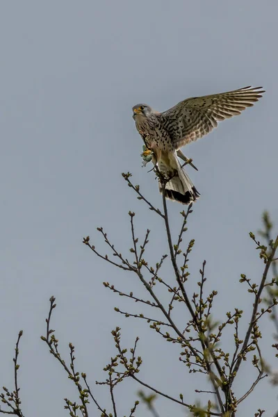 Crécerelle Attrapé Lézard Essayant Manger Sur Arbre Par Une Journée — Photo