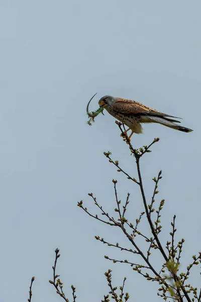 Ein Turmfalke Fing Eine Eidechse Und Versuchte Sie Einem Sonnigen — Stockfoto