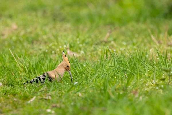 Ein Eurasischer Wiedehopf Auf Nahrungssuche Einem Sonnigen Frühlingstag — Stockfoto