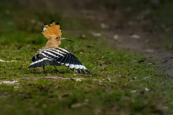 Une Huppe Eurasienne Dansant Sur Une Prairie Par Une Journée — Photo